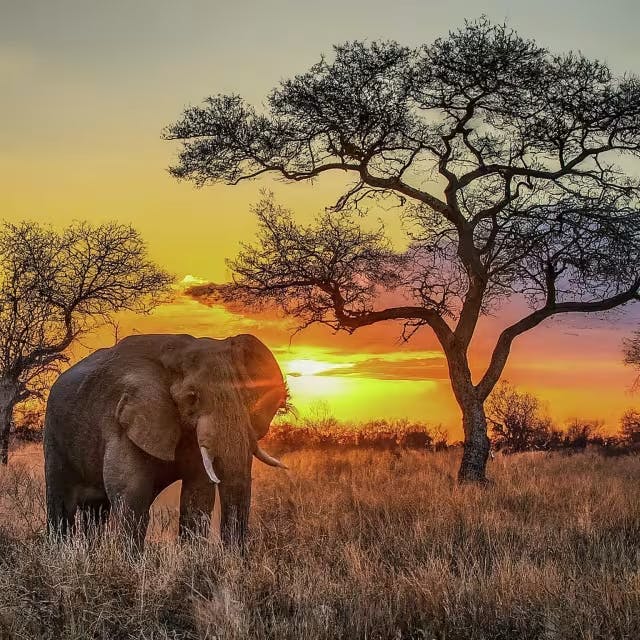 An Unforgettable Safari in Kruger National Park