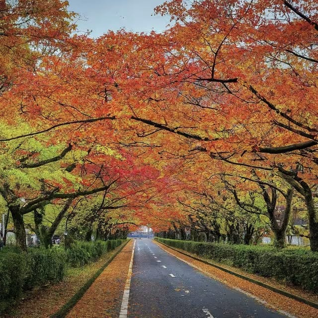 Seasonal Splendors: Experiencing Japan's Distinct 